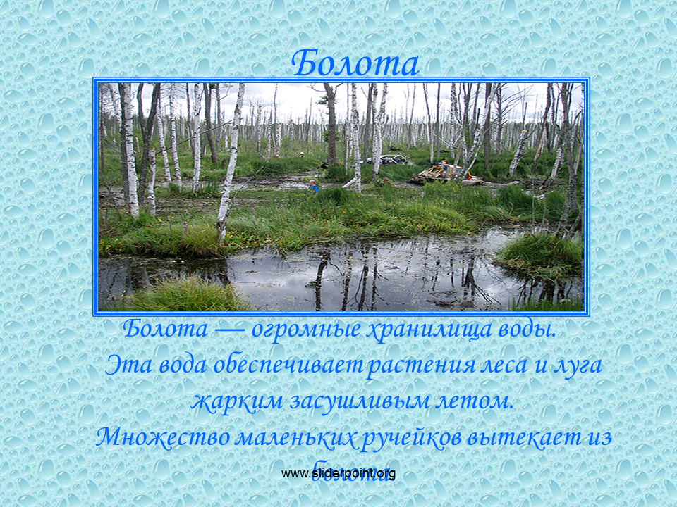 Болота проект. Презентация о болоте. Болота хранилища воды. Болота это огромные хранилища воды. Доклад о болоте.