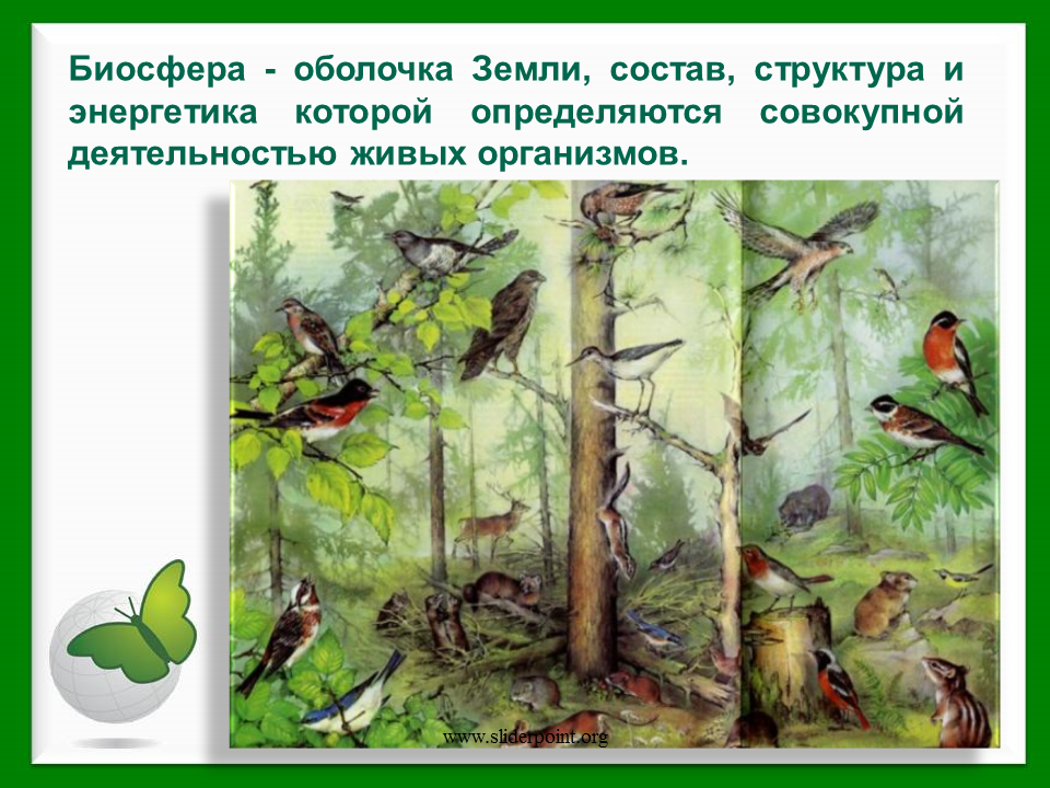 Биосфера птицы. Природное сообщество биоценоз. Экосистема лес. Экосистема лес для дошкольников. Природное сообщество лес животные.