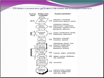 Механизм токсического действия и патогенез интоксикации этанолом