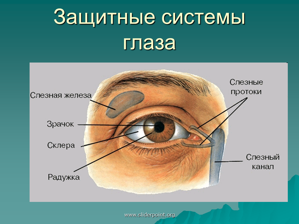 Точка лежащая зрение. Строение глаза слезная железа. Строение слезного аппарата. Глазное яблоко и вспомогательный аппарат глаза. Строение защитного аппарата глаза.