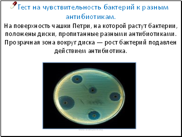 •Тест на чувствительность бактерий к разным антибиотикам.