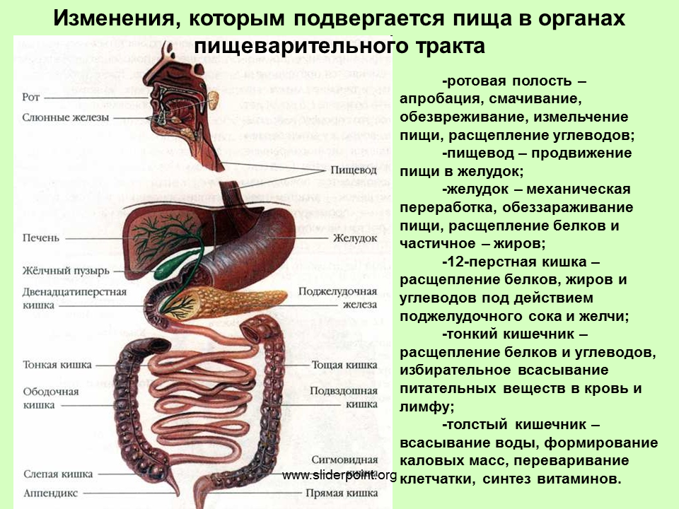 Химическое изменение пищи