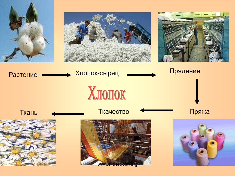 Растение для производства ткани. Процесс получения хлопковой ткани. Хлопок как делают ткань. Производство ткани из хлопка. Сырье для производства хлопка.