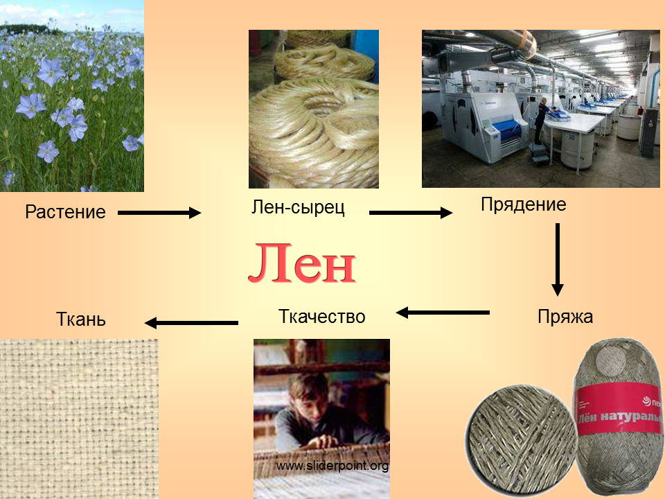 Процесс хлопок. Лён как делают ткань. Лён растение. Волокна растительного происхождения. Лён производство ткани.