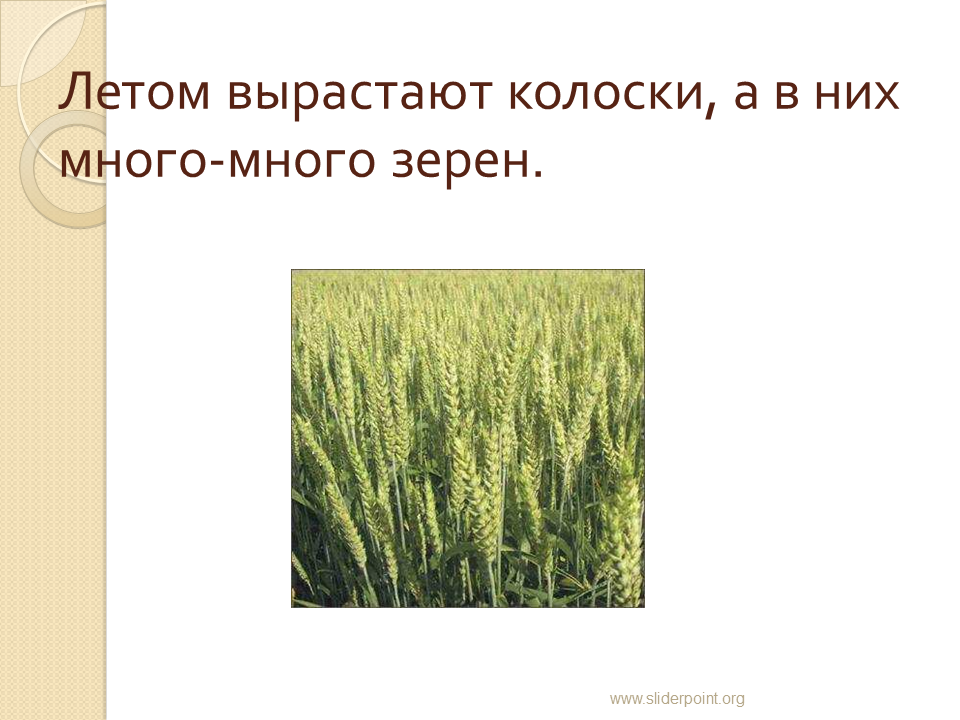 Летом вырастают колоски, а в них много-много зерен.. Сколько растёт Колос. Сколько Колосков вырастает из одного зерна пшеницы. Сколько растут колосья пшеницы.