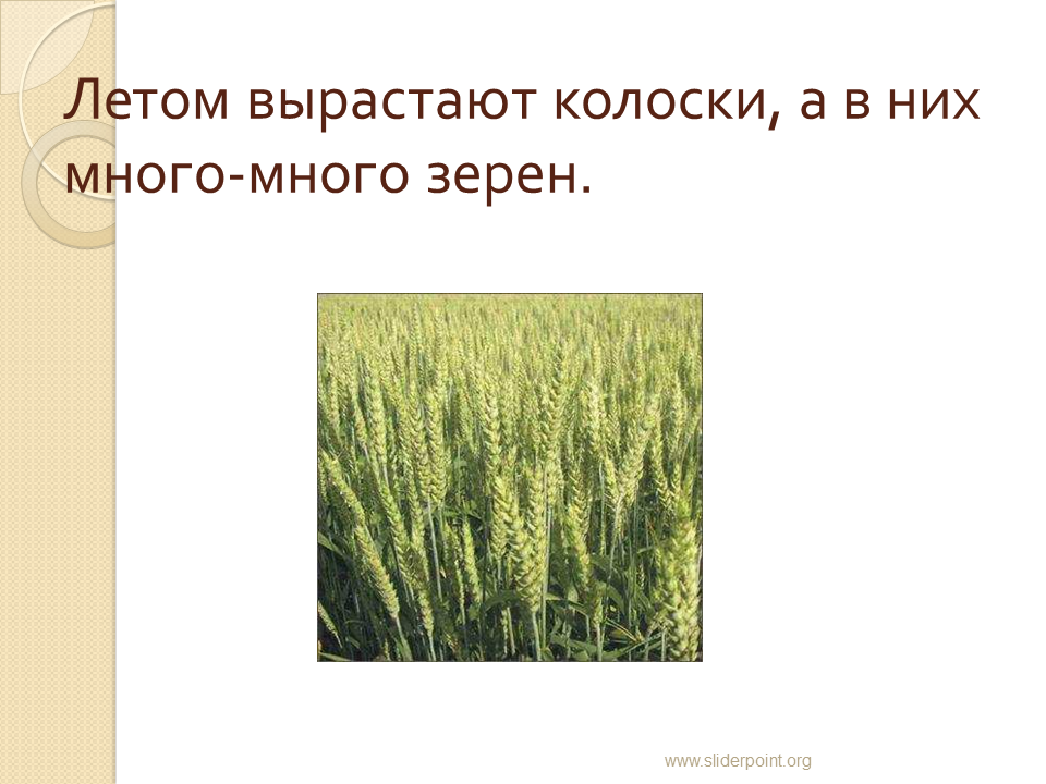 Летом вырастают колоски, а в них много-много зерен.. Сколько растёт Колос. Сколько Колосков вырастает из одного зерна пшеницы. Сколько растут колосья пшеницы. Вырастет колос