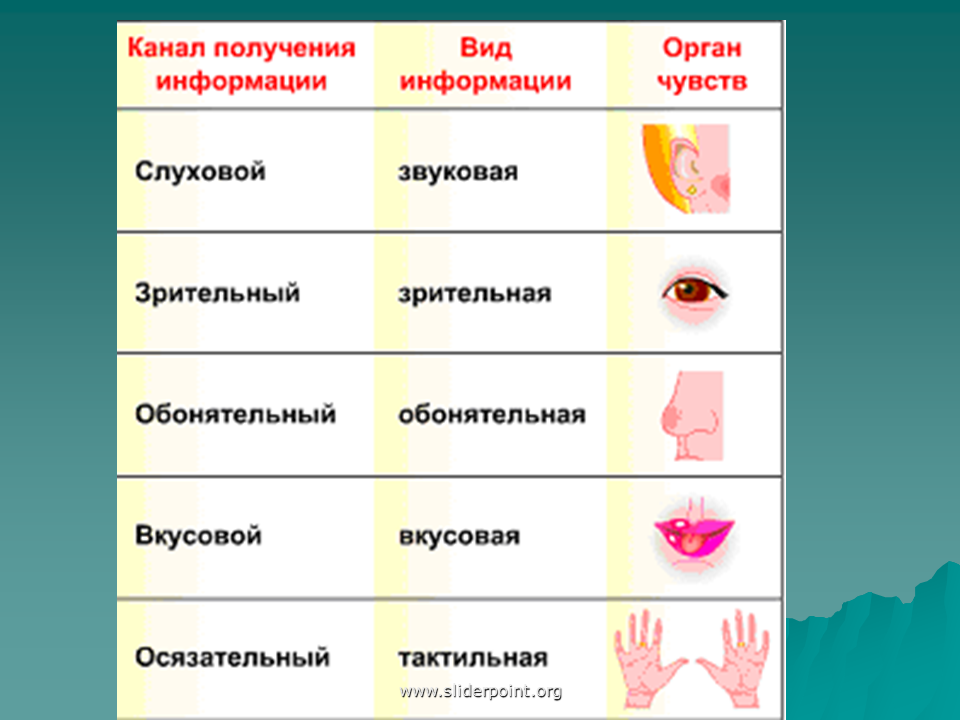 Виды обонятельной информации. Органы чувств информация. Вид информации чувство орган. Виды получения информации. Вкусовой вид информации.