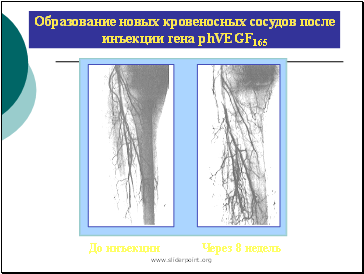        phVEGF165