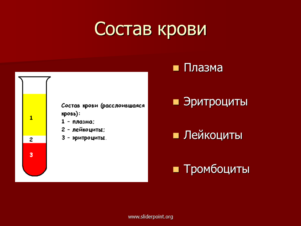 Кровь окружающий мир. Состав крови. Презентация на тему кровь. Из чего состоит кровь.