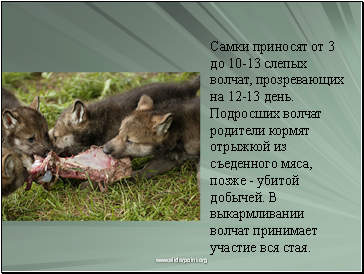 Самки приносят от 3 до 10-13 слепых волчат, прозревающих на 12-13 день. Подросших волчат родители кормят отрыжкой из съеденного мяса, позже - убитой добычей. В выкармливании волчат принимает участие вся стая.