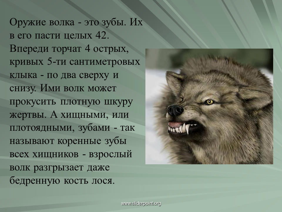 Доклад про волка. Сообщение о волке. Небольшой доклад про волка. Маленький доклад про волка. Информация про волка