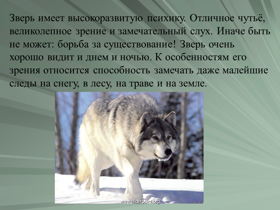 Животные обладают способностью к общению. Доклад про волка. Проект на тему волк. Проект про Волков. Волк для презентации.