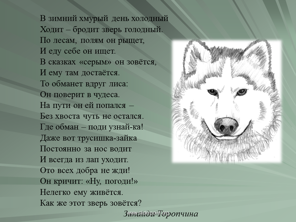 Куцко волки текст. Рассказ про волка. Сведения о волке. Проект про волка. Проект на тему волк.