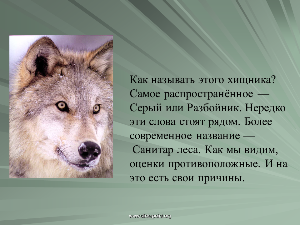 Статья диких животных. Сообщение о волке. Описание волка. Описать волка. Небольшой доклад про волка.