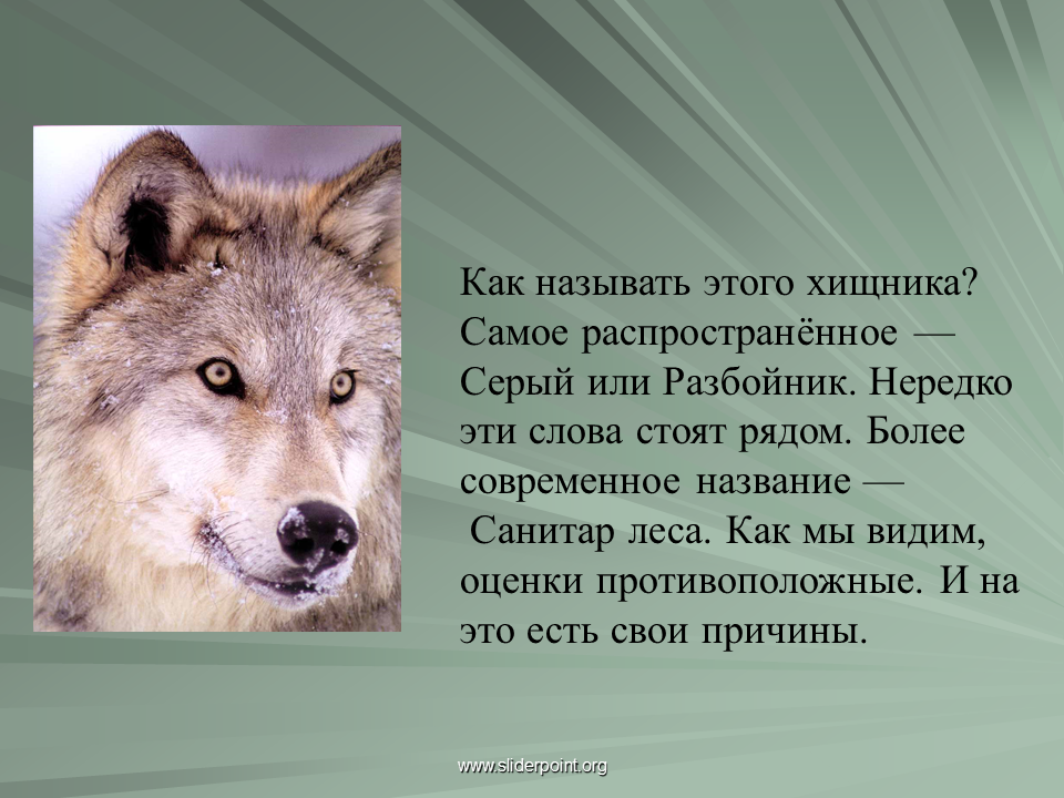 Сообщение о волке. Описание волка. Описать волка. Небольшой доклад про волка. Написать эссе о диких животных