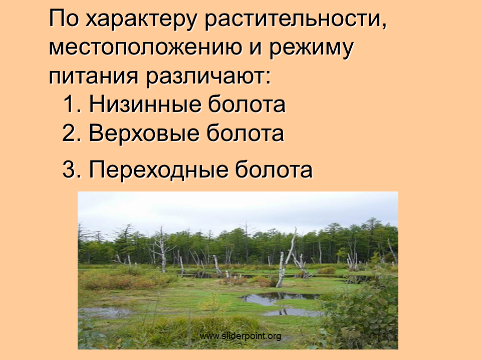 Рассказ о болоте. Презентация на тему болото 3 класс. Доклад про болото. Болота доклад.