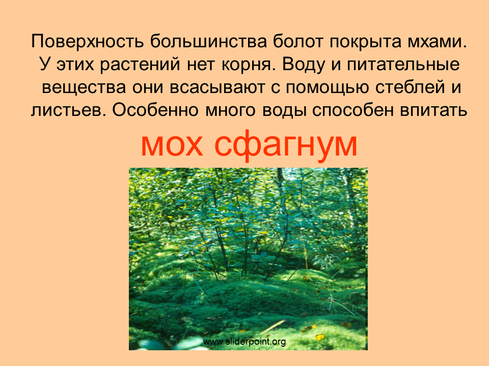 Приспособленность болот. Болото и его обитатели доклад. Презентация о болоте. Презентация на тему болото 3 класс. Доклад про болото.