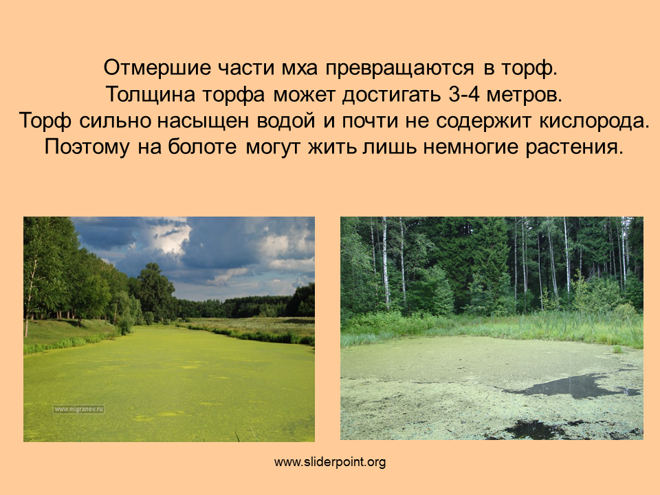 Презентация на тему болото. Презентация на тему болото 3 класс. Доклад на тему болота и его обитатели. Болота и его обитатели 3 класс.