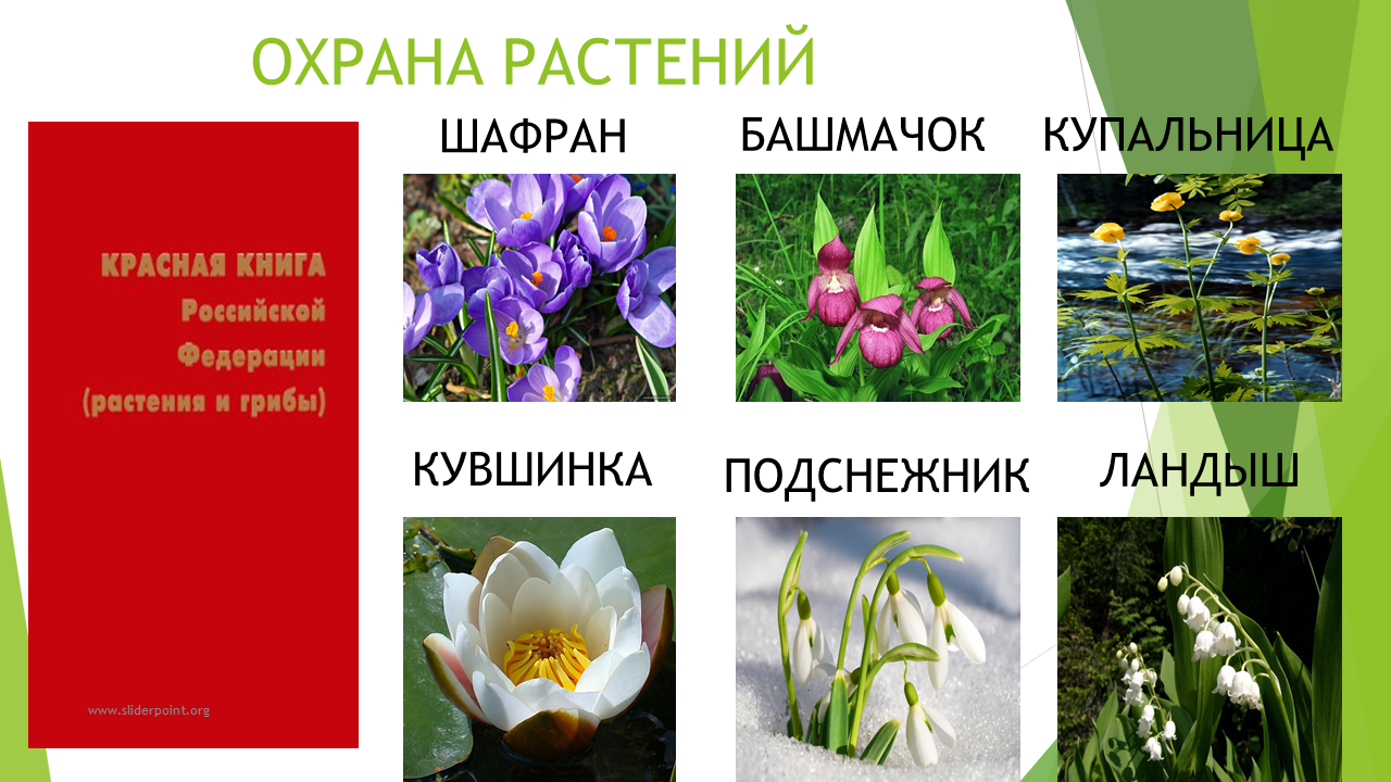 Растения россии примеры. Охраняемые растения. Растения нуждающиеся в охране. Растения под охраной. Растения нуждающиеся в охране в России.