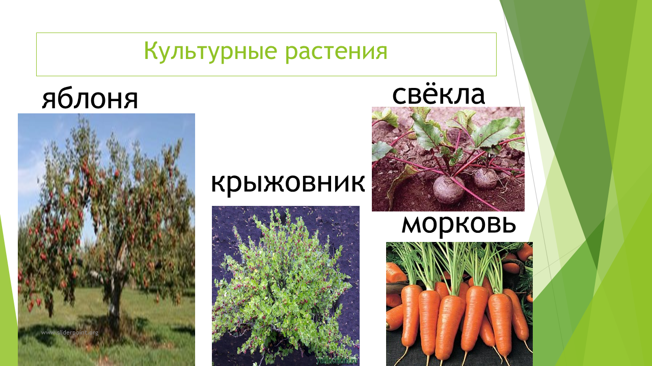 Запиши названия культурных растений. Культурные растения. Культурные растения названия. Кульльтурнре растение. Культурные травы.