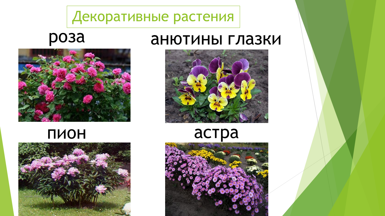 Декоративные растения примеры