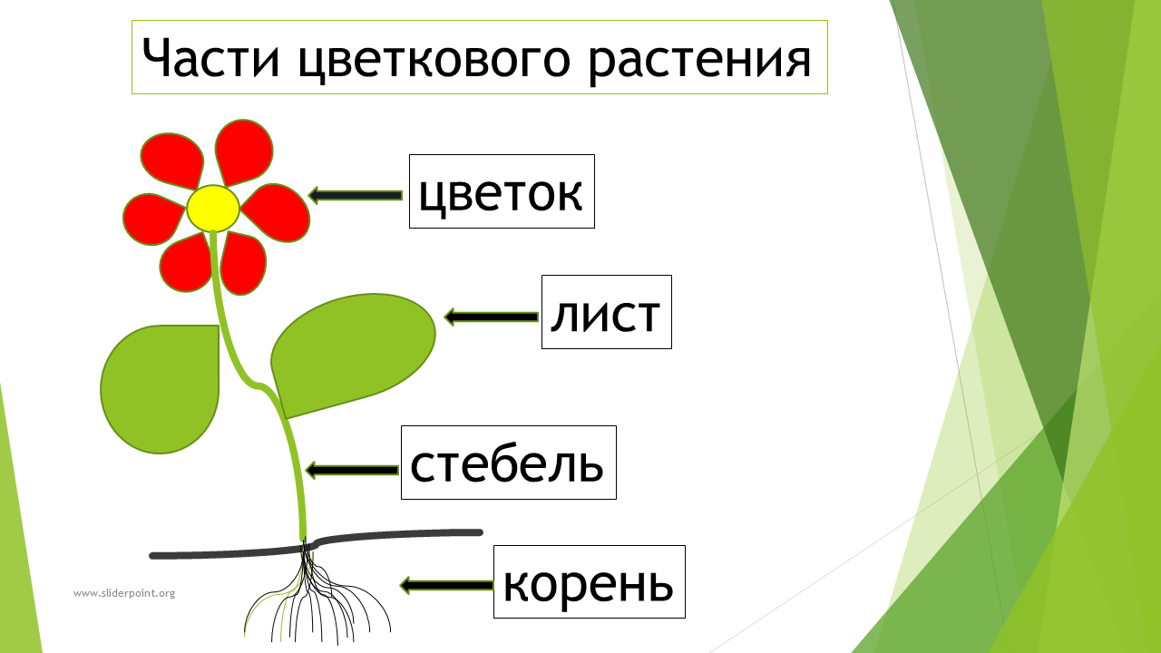 Что состоит из 6 элементов. Части цветка: (стебель, листья, бутон, корни). Строение растений корень стебель лист. Схема корень стебель лист цветок. Строение растения для детей.