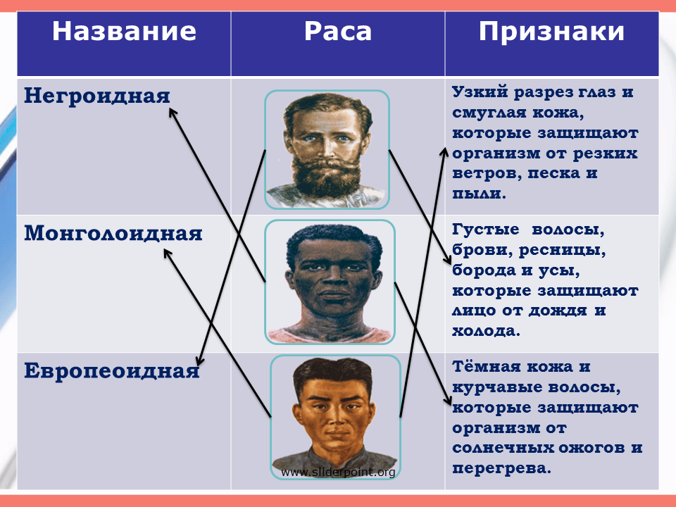 Человеческие расы принадлежат. Таблица европеоидная монголоидная негроидная. 4 Расы людей европеоидная монголоидная негроидная и. Человеческие расы. Разрез глазу негроидной расы.