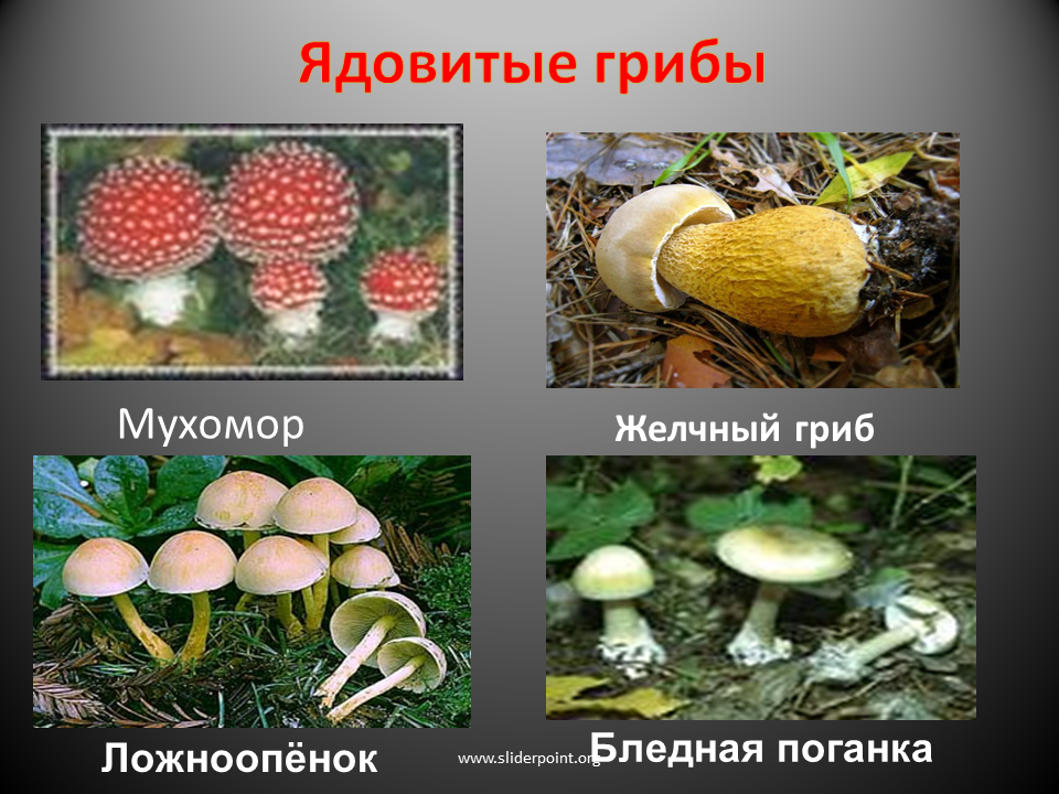 Ядовитые растения и грибы. Несъедобные грибы и растения. Опасные грибы окружающий мир. Ядовитых растений и грибов. Тема опасные грибы