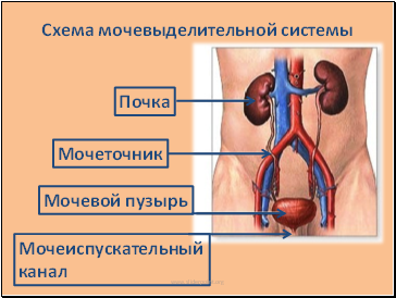 Схема мочевыделительной системы