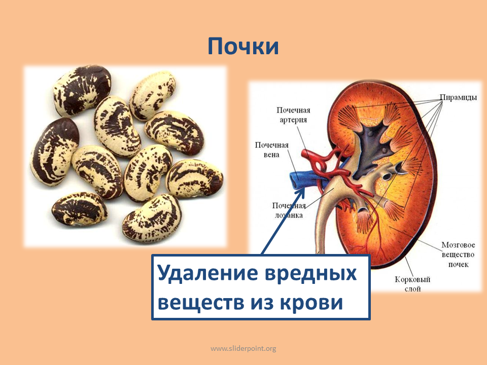 Какие собирают почки. Как почки удаляют из организма вредные вещества. Как почки удаляют из организма вредные вещества 4 класс. Ненужные вещества в почках. Вещества удаляющиеся из организма почками это.