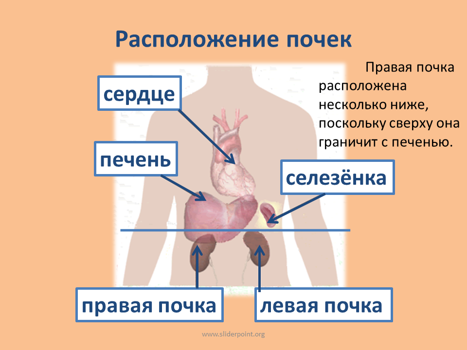 Где находятся почки у человека. Схема расположения почек в организме. Расположение почек вид спереди. Анатомия человека почки расположение. Почка расположение на теле.