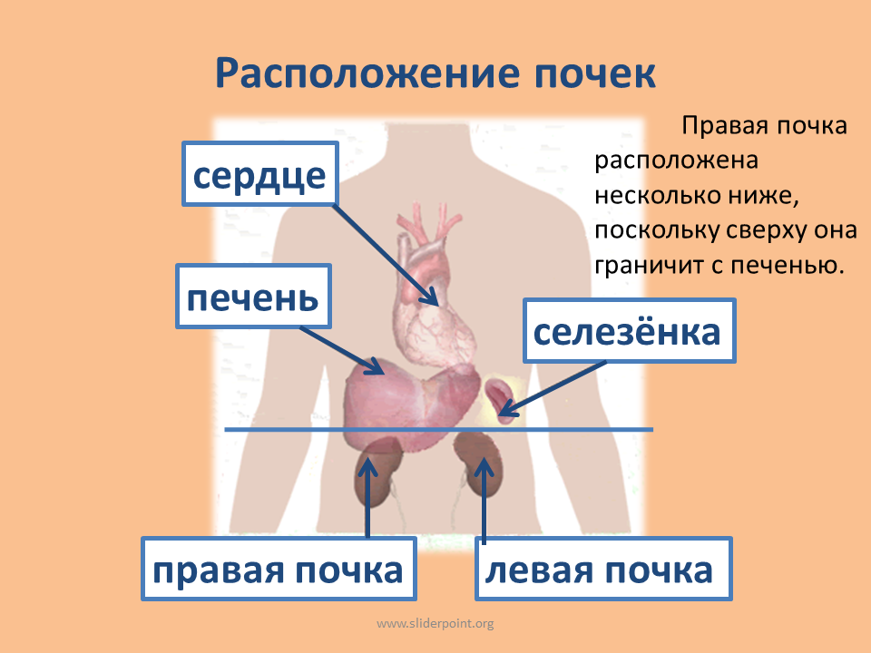 Местоположение почек в организме