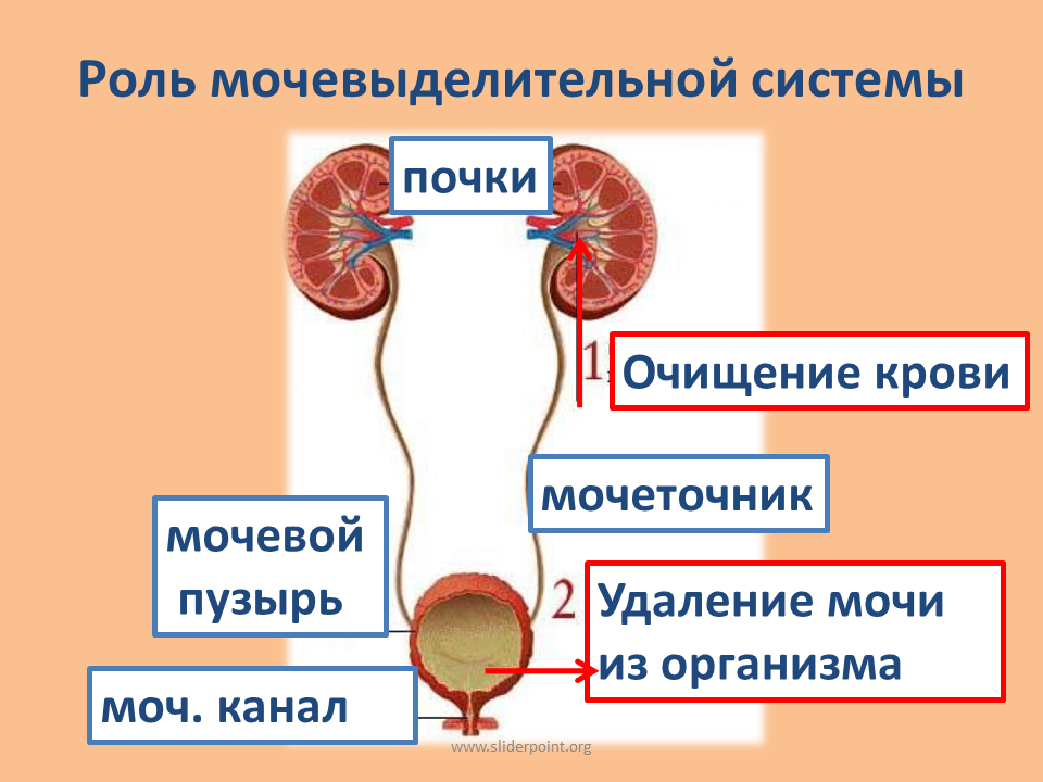 Основной орган мочевыделительной системы человека. Заболевания мочевыделительной системы. Почки и мочевыделительная система. Выделительная система человека.