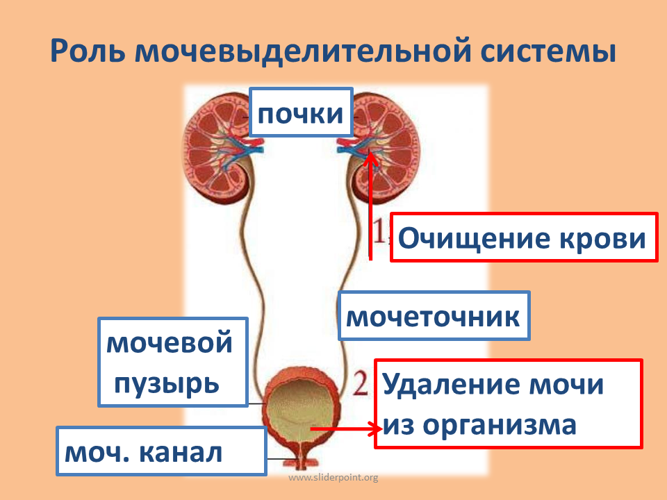 Мочевыделительная система и кожа 8 класс тест