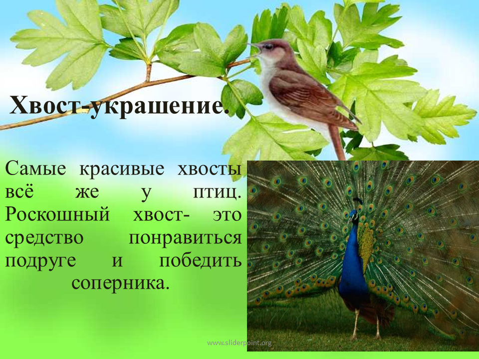 Какая птица имеет хвост. Зачем птицам нужен хвост. Функции хвоста у птиц. Хвост украшение у животных. Птицы хвост кратко.