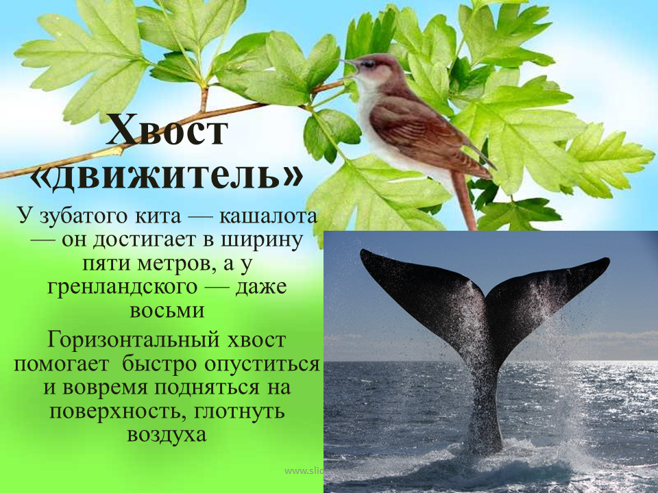 Хвосты помогают животным. Зачем нужен хвост. Зачем животным нужен хвост. Хвост опора. Зачем животным нужен хвост сообщение 5 класс.