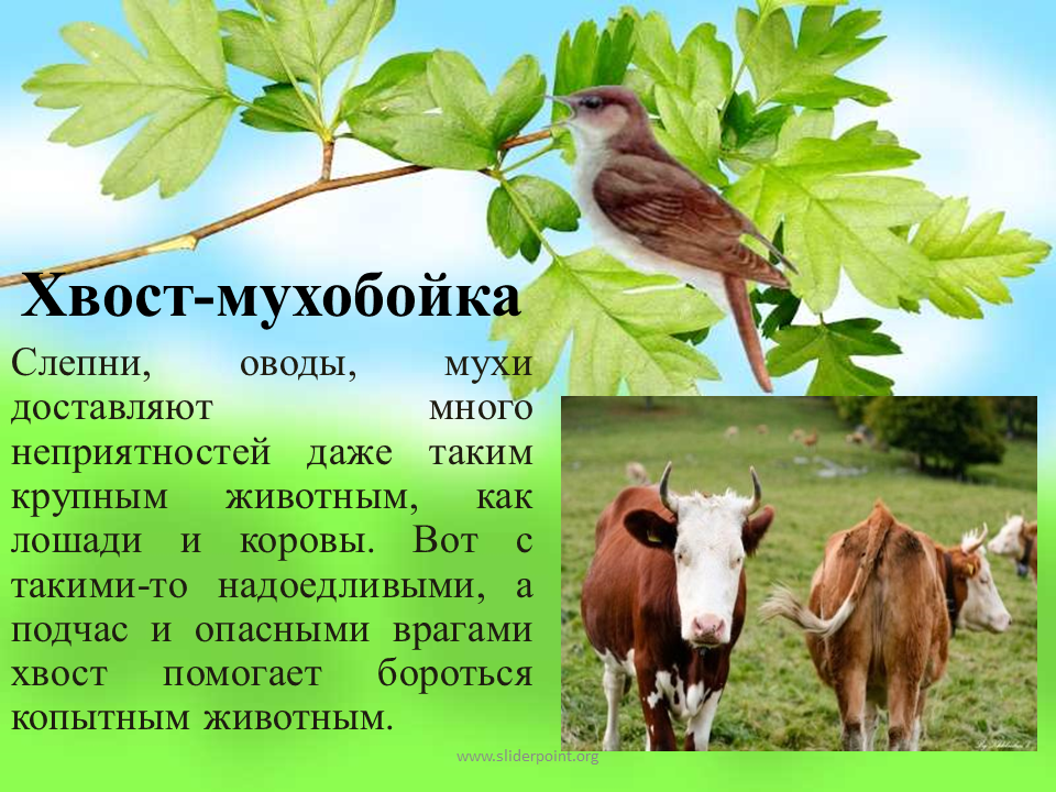 Хвосты помогают животным. Для чего нужен хвост. Зачем животным хвост?. Презентация хвосты. Для чего зверям нужны хвосты.