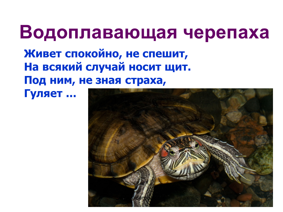 Про черепаху 1 класс. Животные живого уголка черепаха. Черепаха водоплавающая. Проект красноухая черепаха. Проект про черепаху.