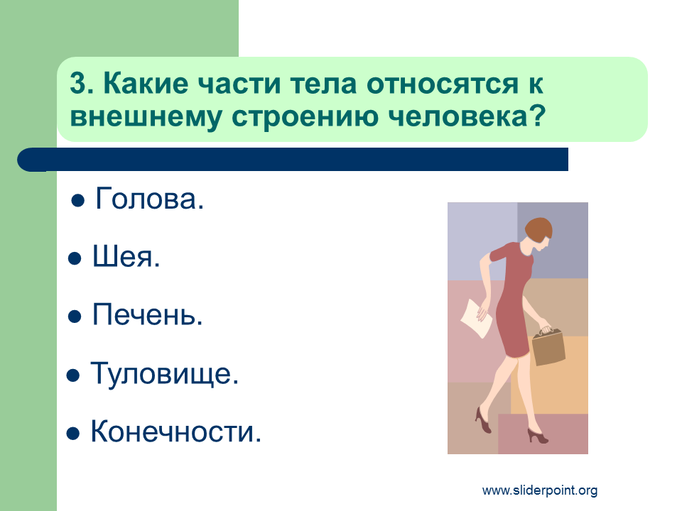 Что такое организм тест. Какие части тела относятся к внешнему строению человека. Организм человека 3 класс. Организм человека тест. Какие части тела относятся к туловищу.