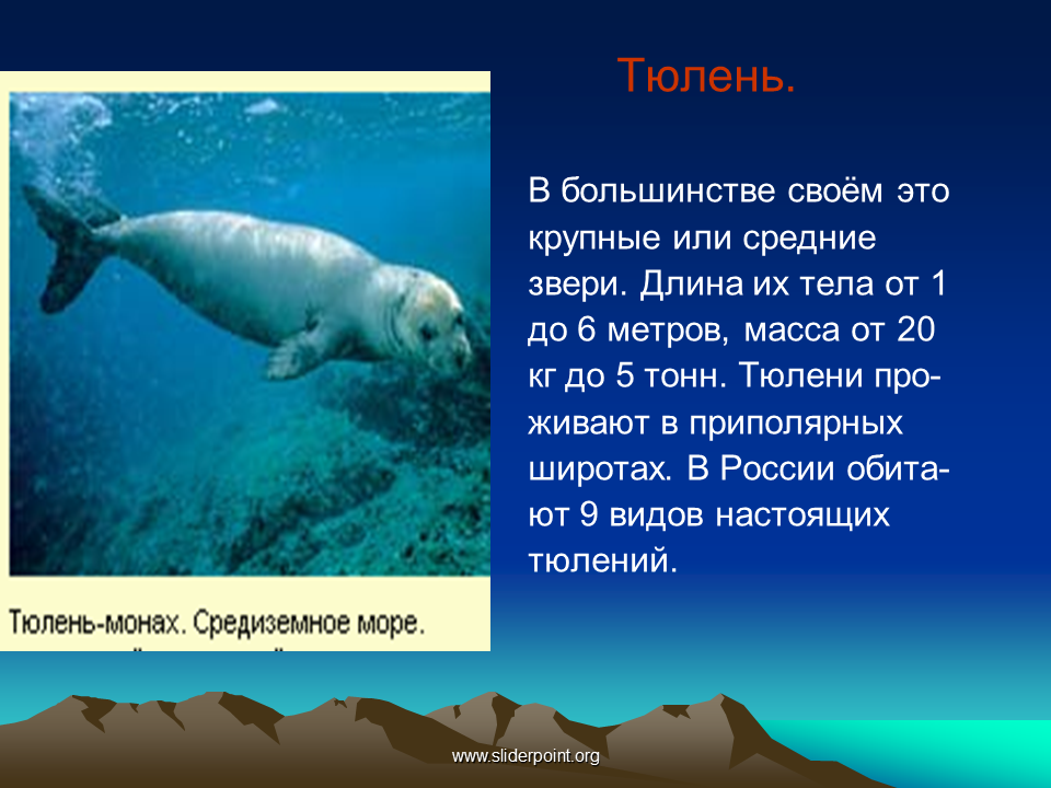 Доклад про тюленя. Рассказ о тюлене. Тюлень доклад 4 класс. Рассказ о морском котике.