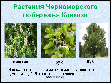 Растения Черноморского побережья Кавказа