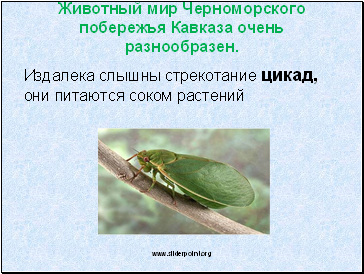 Животный мир Черноморского побережья Кавказа