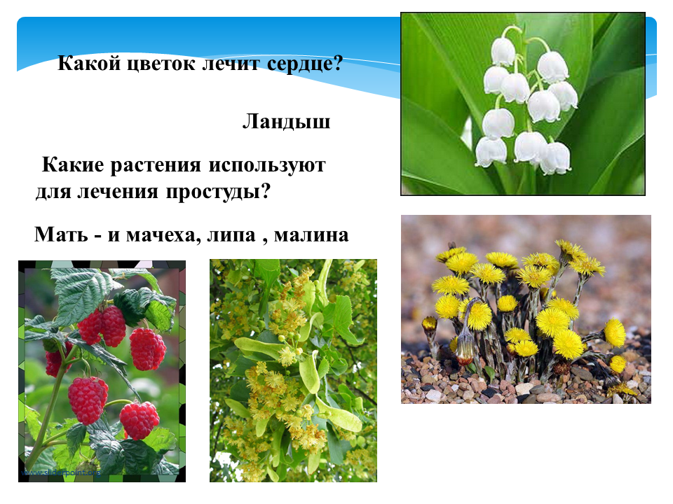 Какие растения выращивают в московской области. Растения которые растут в лесу. Лекарственные растения презентация. Какие растения лечат.