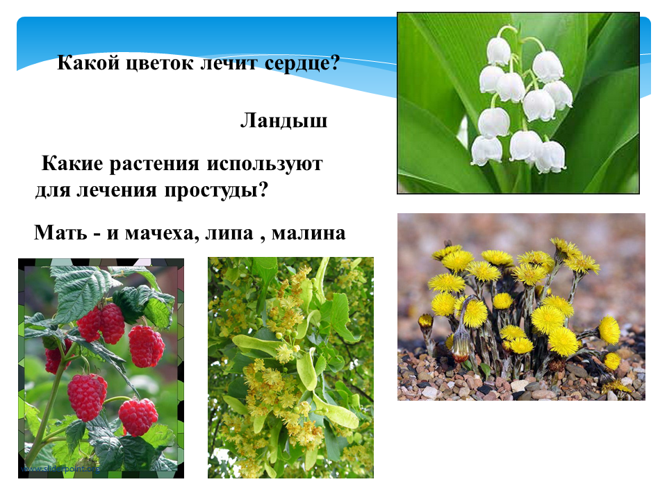 Год какого растения. Какой цветок лечит сердце. Лесная аптека 2 класс окружающий мир. Какие растения лечат. Какие растения используют.