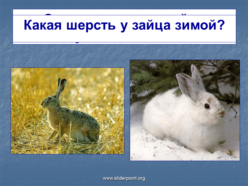 Заяц готовится к зиме. Зайчик готовится к зиме. Животные готовятся к зиме заяц. Как заяц готовится к зиме. Какая шерсть у зайцев