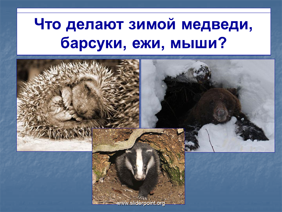 Зимняя спячка является явлением живой природы. Еж зимой в берлоге. Медведь и еж в спячке зимой. Животные в спячке. Медведь и ёж в спячке.