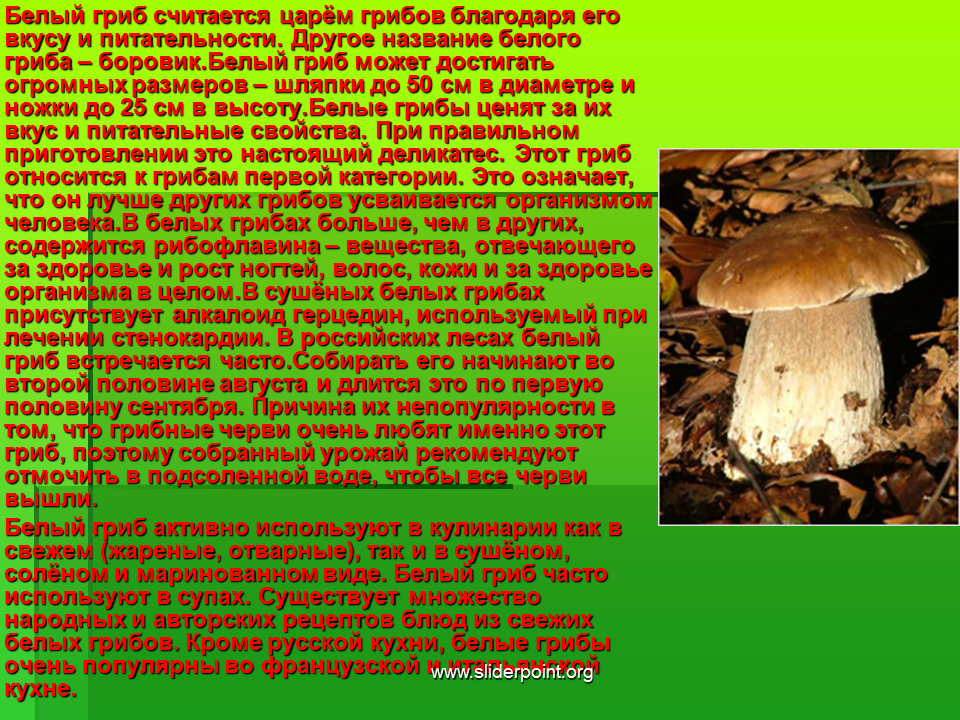 Информация про грибы. Доклад о грибе белый гриб. Сообщение о белом грибе. Белый гриб доклад. Доклад про грибы.