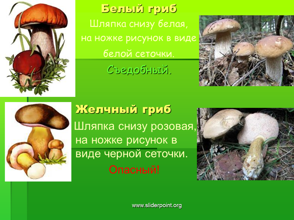 Ядовитые шляпочные грибы. Боровик гриб шляпка снизу. Съедобные грибы снизу черный. Гриб с белой шляпкой. Белый гриб вид снизу.