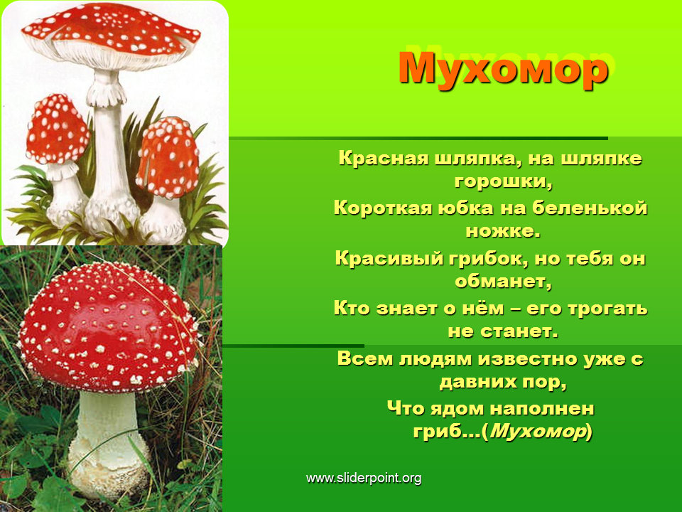 Сочинение на тему красота грибов. Доклад про гриб красный мухомор. Рассказ про гриб мухомор для 2 класса. Ядовитые грибы мухомор красный. Рассказ про мухомор для дошкольников.