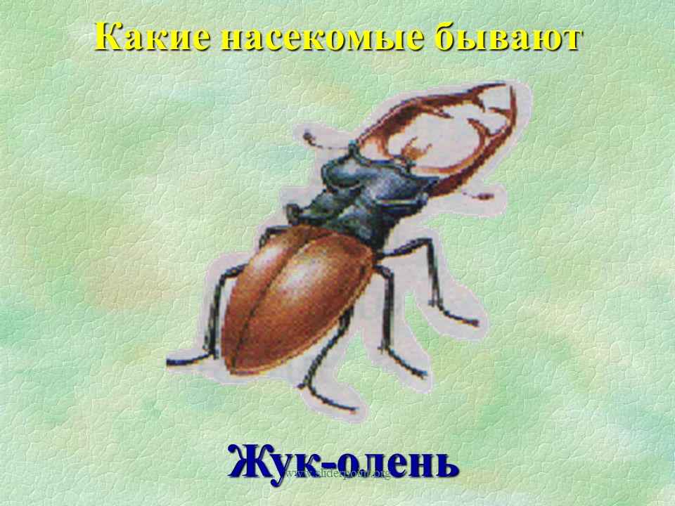 Жуков презентация 1 класс. Окружающий мир: жуки. Насекомые 1 класс. Жук олень класс. Насекомые Жук олень.